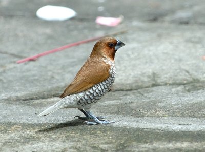 Scaly-Breasted Munia - Bali