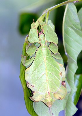 A Leaf Insect - the most amazing insect I have ever seen
