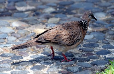 Spotted Dove