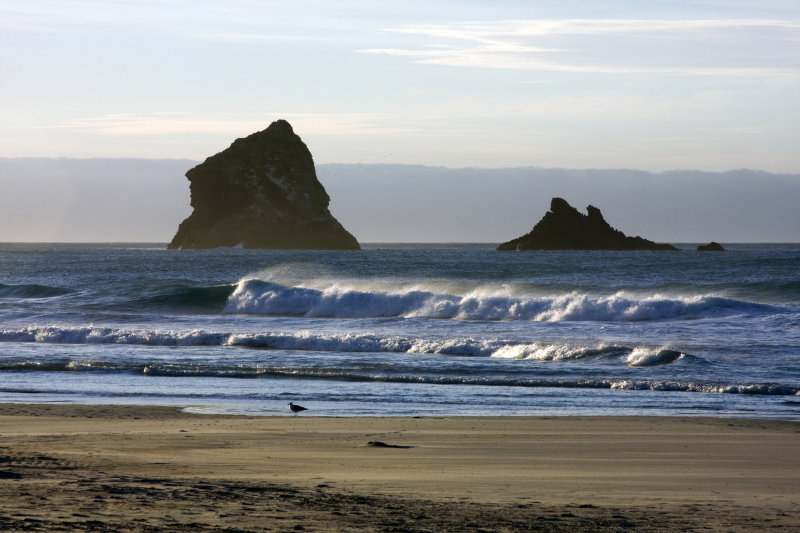 Sandfly beach near Dunedin