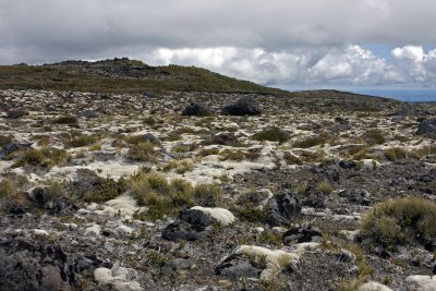 Moss on the lower slopes of Ruapehu.