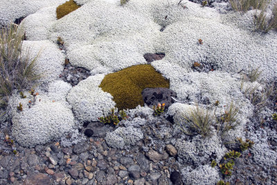 Moss close-up.