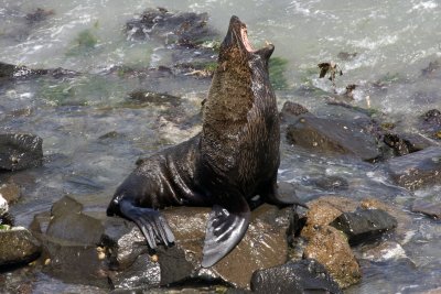 Sea lion near Dunedin