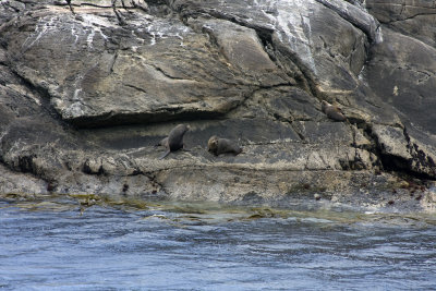 Seals in Doubtful sound