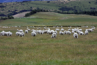 Sheep, north of Invercargill