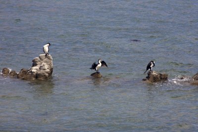 Waterbirds in Kaikoura.