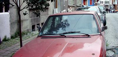 Cat on a Car