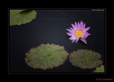 Lotus Flowers 2012