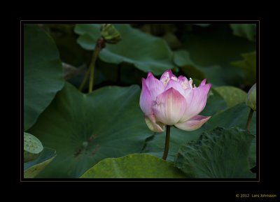 Lotus Flowers 2012