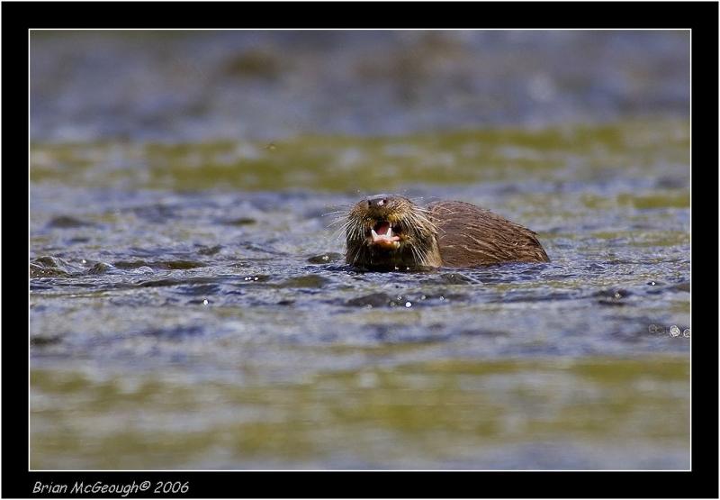 otter with lunch.jpg