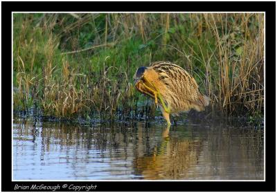 bittern