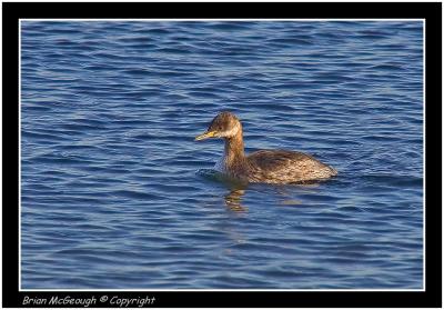 Red-necked Grebe.jpg