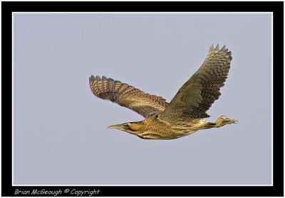 bittern