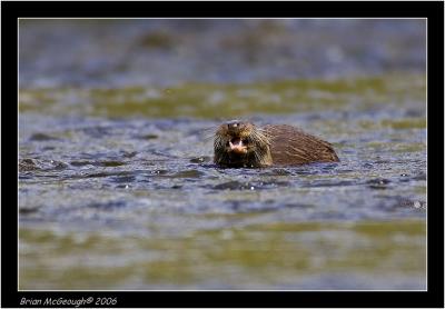 otter with lunch.jpg