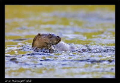 otter in the shade.jpg