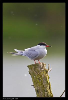 common tern.jpg