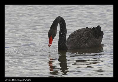 black swan2.jpg