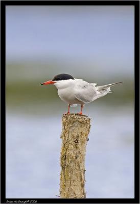 common tern.jpg