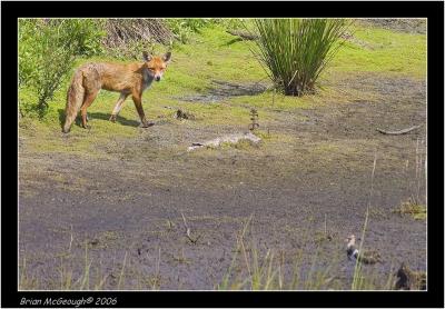 fox and lapwing.jpg