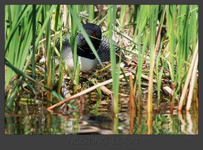 Nesting loon