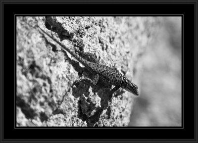 Chiricahua lizard