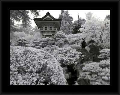 Japanese Tea Gardens (infrared)