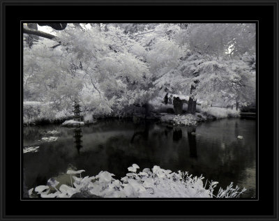 Japanese Tea Gardens (infrared)