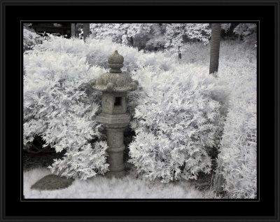 Japanese Tea Gardens (infrared)