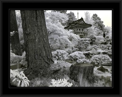 Japanese Tea Gardens (infrared)