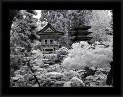 Japanese Tea Gardens (infrared)