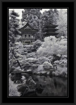 Japanese Tea Gardens (infrared)