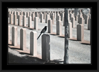 Infrared - Military part of SLC cemetery