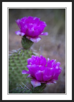 Cactus flowers in Bloom