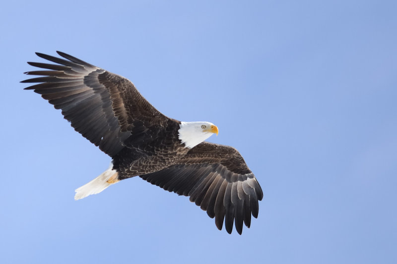 Pygargue  tte blanche. Bald Eagle