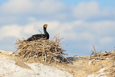 Cormoran  aigrettes, Double-crested Cormorant