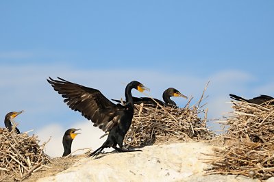 Cormoran à aigrettes, Double-crested Cormorant