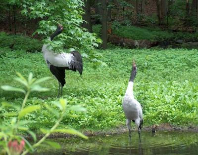 Black Naped Cranes calling out