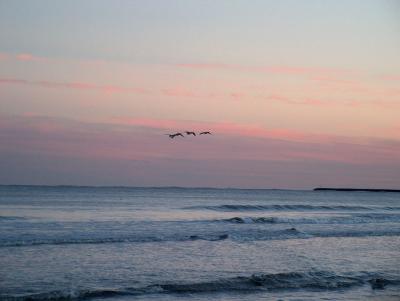 Sea Gulls flying in the sunset