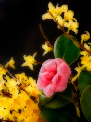 Camelia & Forsythia