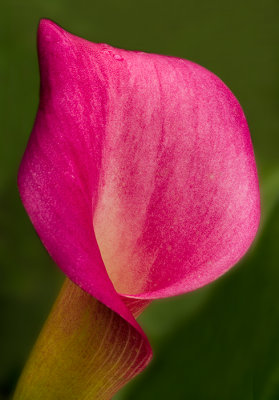 Calla Lily