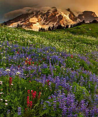 Mt. Rainier  Wildflower Sunrise 2