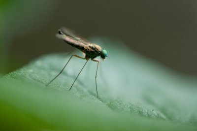 green eye fly