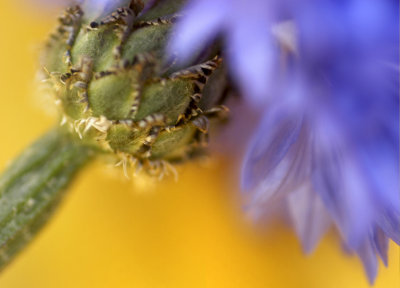 cornflower