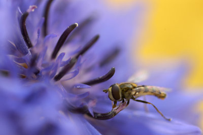 cornflower and hoverfly