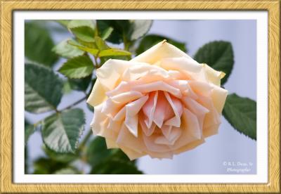 g4/08/535308/3/60388496.rose_shot_1_frame.jpg