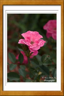 g4/08/535308/3/60763496.Pink_1.jpg