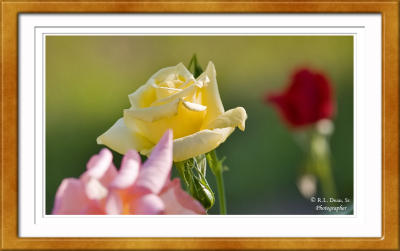 the Focus on Yellow