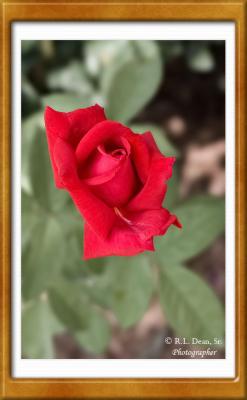 Red Red Rose