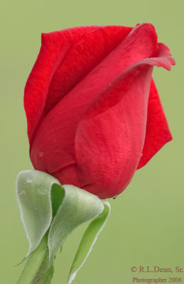 Just Roses