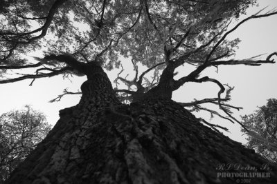 the DEAD Live Oak